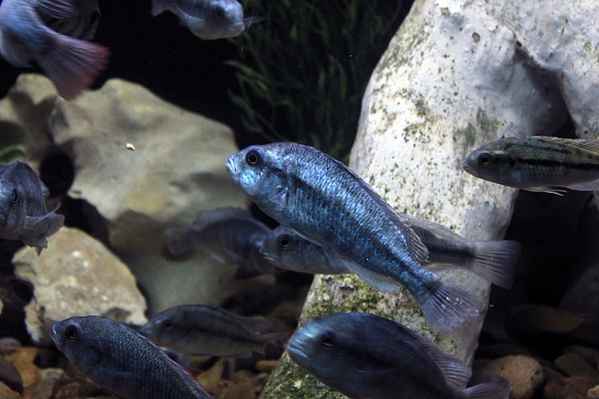 Cichlidés